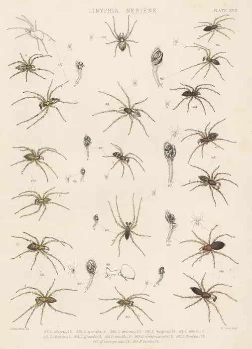 Framed Print : Dwarf and sheetweb spiders Framed Print : Dwarf and sheetweb spiders