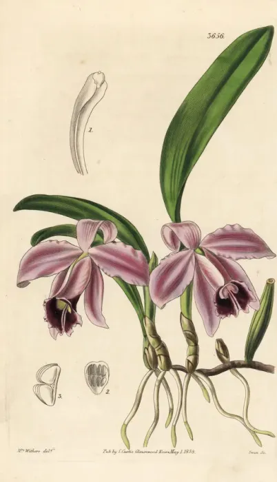 Framed Print : Dwarf sophronitis orchid, Cattleya pumila Framed Print : Dwarf sophronitis orchid, Cattleya pumila