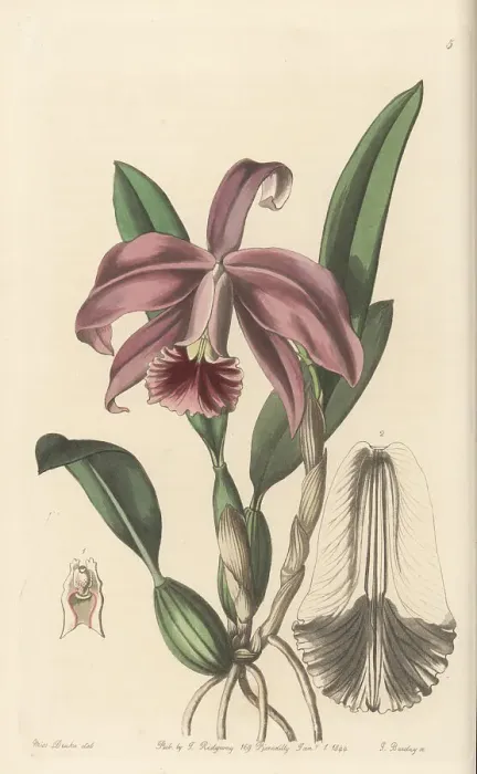 Framed Print : Dwarf sophronitis orchid, Cattleya pumila Framed Print : Dwarf sophronitis orchid, Cattleya pumila