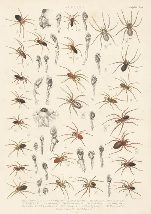 Framed Print : Dwarf spiders, sheet weaver spiders, etc Framed Print : Dwarf spiders, sheet weaver spiders, etc