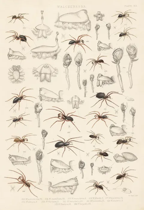 Framed Print : Dwarf spiders, sheet weaver spiders, etc Framed Print : Dwarf spiders, sheet weaver spiders, etc