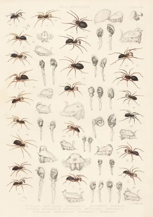 Framed Print : Dwarf spiders, sheet weaver spiders, etc Framed Print : Dwarf spiders, sheet weaver spiders, etc
