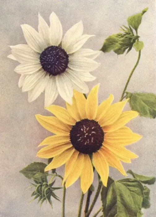 Framed Print : Dwarf sunflowers Framed Print : Dwarf sunflowers