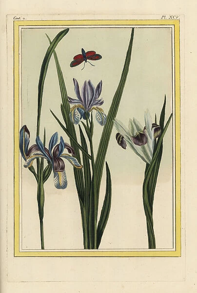 Dwarf violet iris, Iris verna