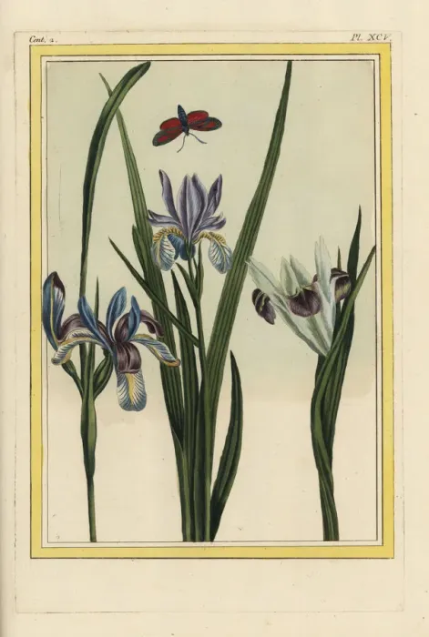 Framed Print : Dwarf violet iris, Iris verna Framed Print : Dwarf violet iris, Iris verna