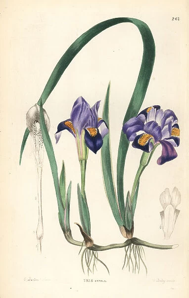 Dwarf violet iris or vernal American flower