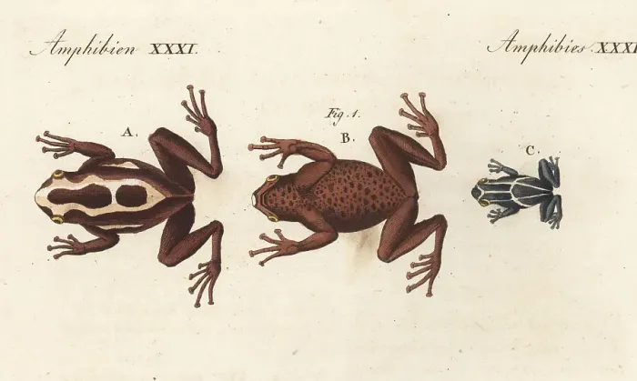 Framed Print : Dyeing dart frog, Dendrobates tinctorius Framed Print : Dyeing dart frog, Dendrobates tinctorius