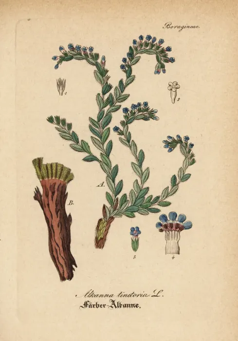 Framed Print : Dyers alkanet, Alkanna tinctoria Framed Print : Dyers alkanet, Alkanna tinctoria