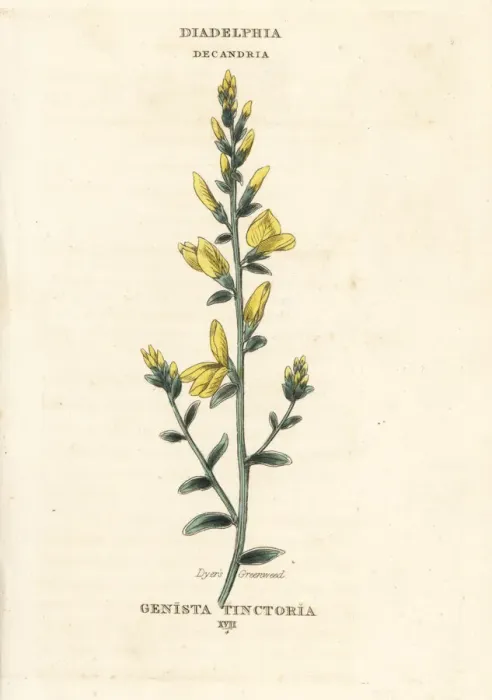 Framed Print : Dyers broom, Genista tinctoria Framed Print : Dyers broom, Genista tinctoria