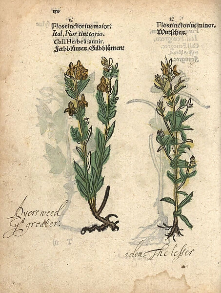 Dyers weed or German greenweed, Genista germanica