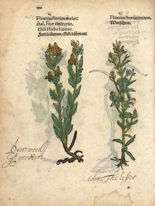 Framed Print : Dyers weed or German greenweed, Genista germanica Framed Print : Dyers weed or German greenweed, Genista germanica