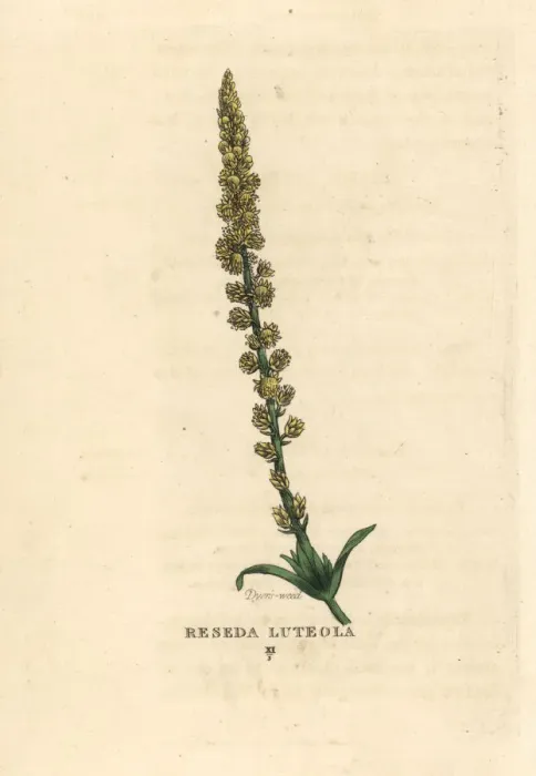 Framed Print : Dyers weed, Reseda luteola Framed Print : Dyers weed, Reseda luteola