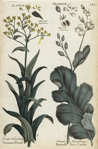 Dyers woad, Isatis tinctoria, and sea kale