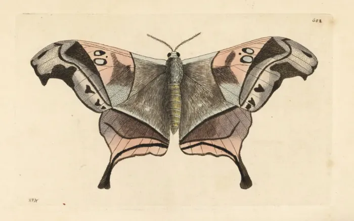 Framed Print : Dysdaemonia boreas moth Framed Print : Dysdaemonia boreas moth