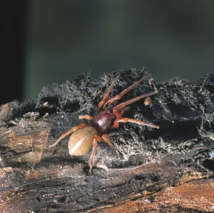 Framed Print : Dysdera crocata, woodlouse spider Framed Print : Dysdera crocata, woodlouse spider