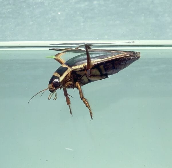 Dytiscus marginalis, great diving beetle