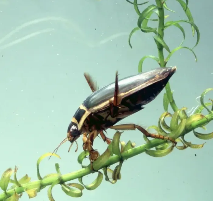 Framed Print : Dytiscus marginalis, great diving beetle Framed Print : Dytiscus marginalis, great diving beetle