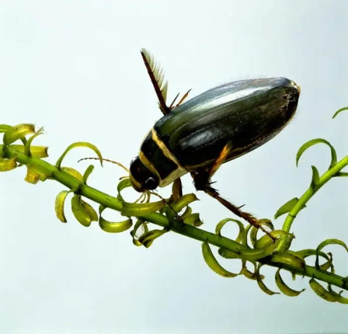Framed Print : Dytiscus marginalis, great diving beetle Framed Print : Dytiscus marginalis, great diving beetle