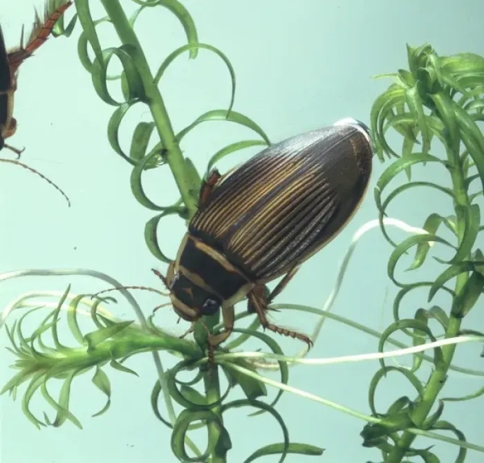Framed Print : Dytiscus marginalis, great diving beetle Framed Print : Dytiscus marginalis, great diving beetle