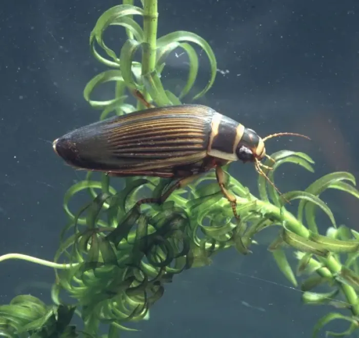 Framed Print : Dytiscus marginalis, great diving beetle Framed Print : Dytiscus marginalis, great diving beetle