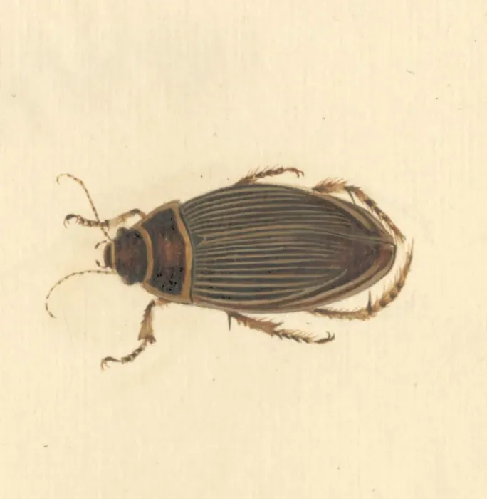 Framed Print : Dytiscus marginalis, great diving beetle (female) Framed Print : Dytiscus marginalis, great diving beetle (female)
