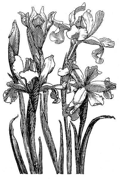 Iris. Studies in plant form with suggestions for their application to design