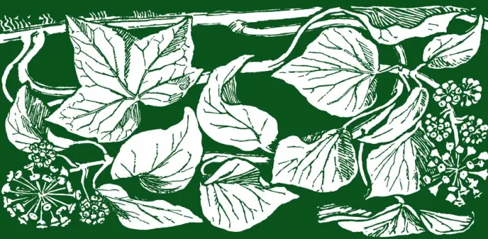 Framed Print : Ivy. Studies in plant form with suggestions for their application to design Framed Print : Ivy. Studies in plant form with suggestions for their application to design