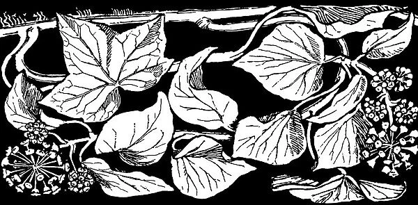 Ivy. Studies in plant form with suggestions for their application to design