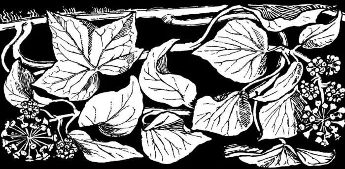 Framed Print : Ivy. Studies in plant form with suggestions for their application to design Framed Print : Ivy. Studies in plant form with suggestions for their application to design