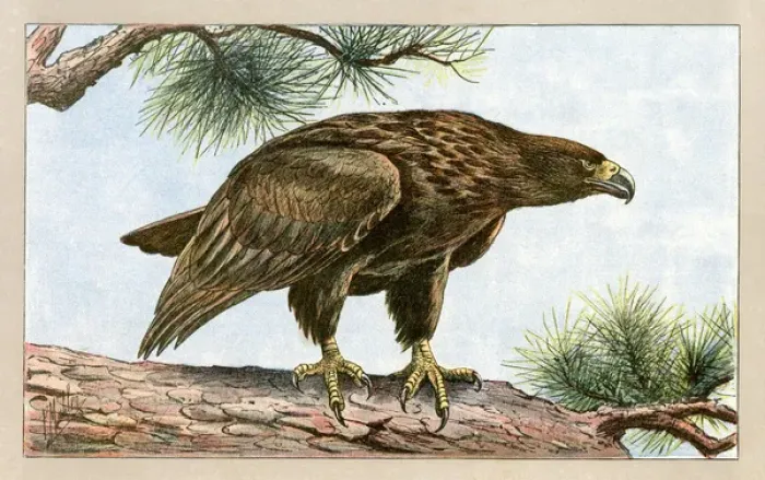 Framed Print : An eagle on a branch.. 1907 Framed Print : An eagle on a branch.. 1907