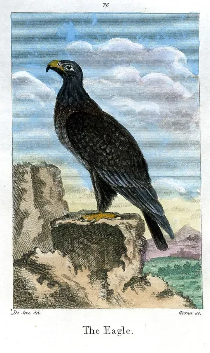 Framed Print : Eagle Framed Print : Eagle