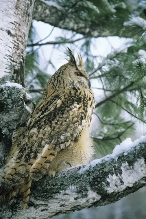 Framed Print : Eagle Owl - adult on Birch Tree in forest of Ural Mountains Framed Print : Eagle Owl - adult on Birch Tree in forest of Ural Mountains