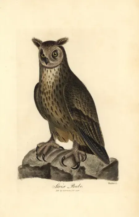 Framed Print : Eagle owl, Bubo bubo Framed Print : Eagle owl, Bubo bubo