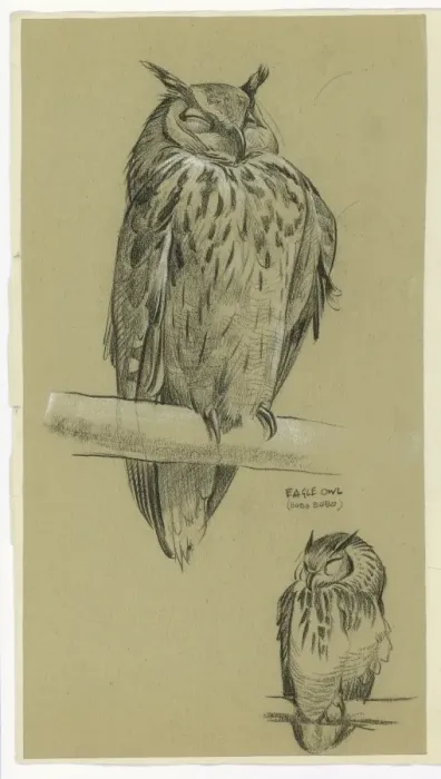 Framed Print : Eagle Owl Bubo Bubo Framed Print : Eagle Owl Bubo Bubo
