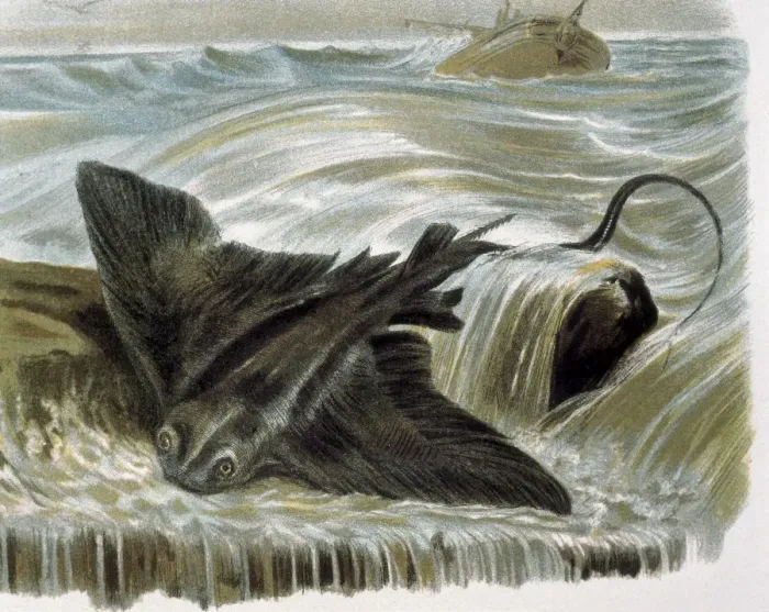 Framed Print : Eagle ray (Myliobatis aguila). Engraving after Framed Print : Eagle ray (Myliobatis aguila). Engraving after