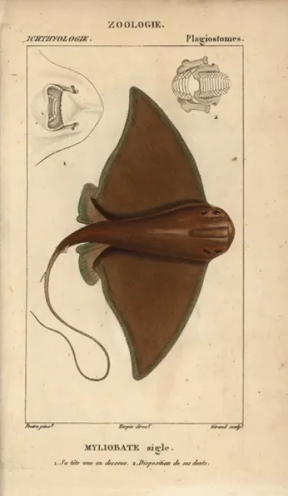 Framed Print : Eagle ray, Myliobatis aquila Framed Print : Eagle ray, Myliobatis aquila