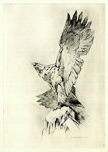 Eagle on a rock with wings outspread, by Harry Rountree