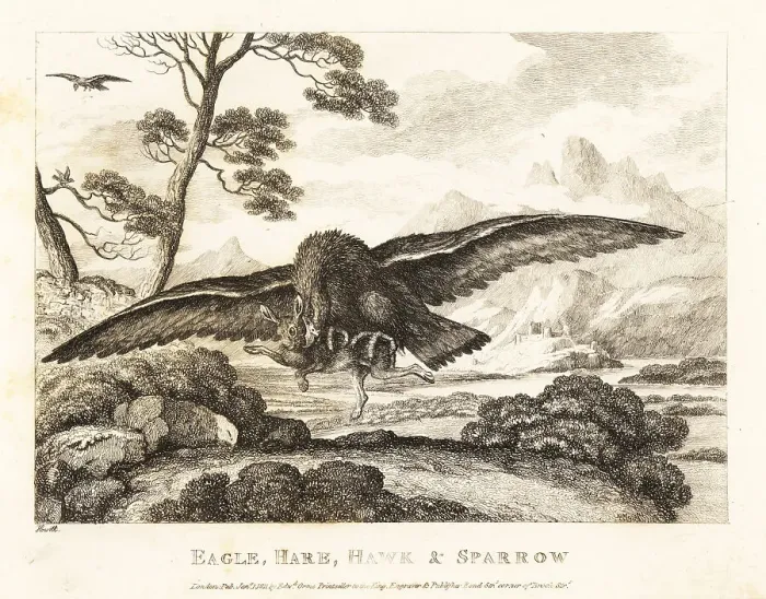 Framed Print : An eagle swoops down to grab a hare with its talons