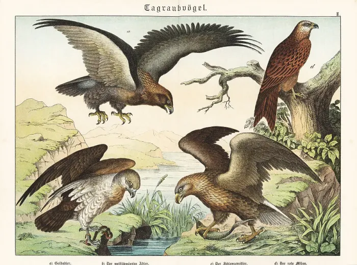 Framed Print : Eagles and kite Framed Print : Eagles and kite