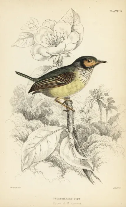 Framed Print : Eared pygmy tyrant, Myiornis auricularis Framed Print : Eared pygmy tyrant, Myiornis auricularis