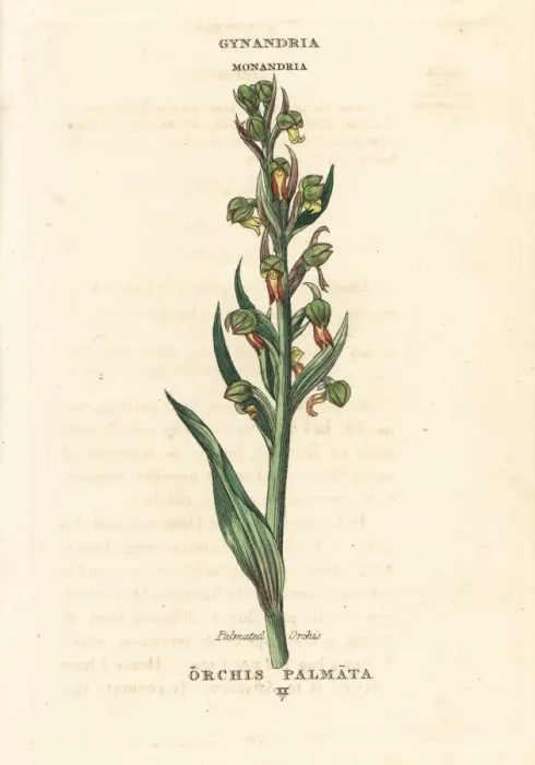 Framed Print : Early march orchid, Dactylorhiza incarnata Framed Print : Early march orchid, Dactylorhiza incarnata