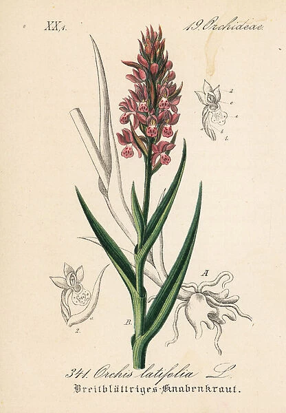 Early marsh-orchid, Dactylorhiza incarnata
