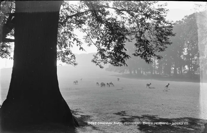 Framed Print : Early Morning at Cowdray Park