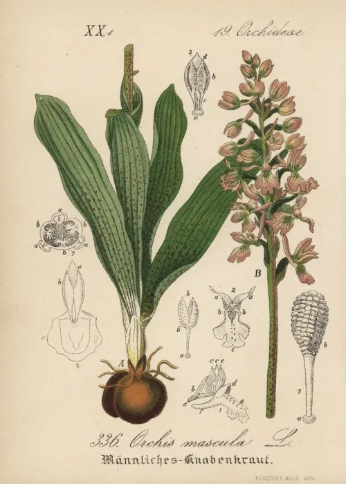 Framed Print : Early-purple orchid, Orchis mascula