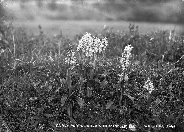 Early Purple Orchis. (O. Mascula)