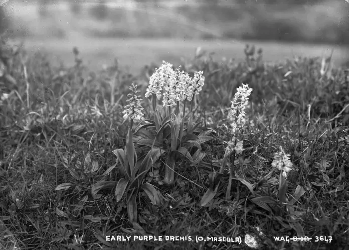 Framed Print : Early Purple Orchis. (O. Mascula) Framed Print : Early Purple Orchis. (O. Mascula)