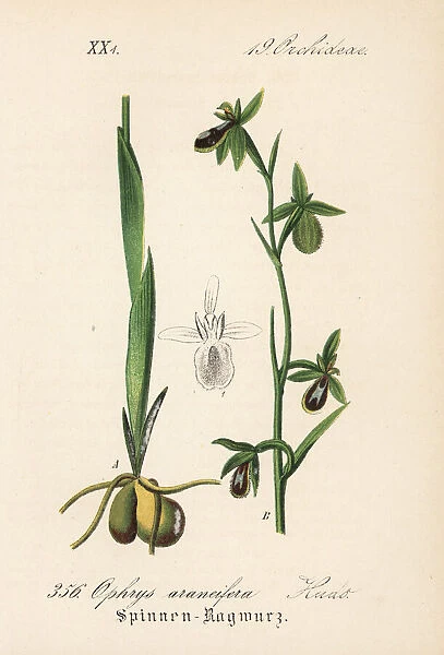 Early spider-orchid, Ophrys sphegodes