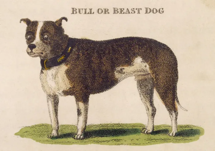Framed Print : EARLY TYPE BULL DOGS Framed Print : EARLY TYPE BULL DOGS
