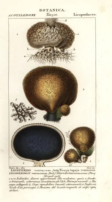 Framed Print : Earth balls, Scleroderma verrucosum Framed Print : Earth balls, Scleroderma verrucosum