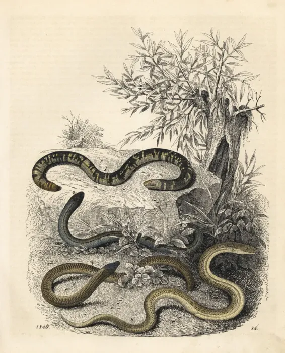 Framed Print : Earthworm blind snake, slow worm, Cape legless Framed Print : Earthworm blind snake, slow worm, Cape legless